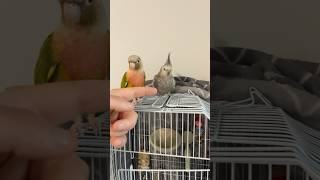 Introducing Nico & Bingus: The Dynamic Parrot Duo! #cockatiel #conure #parrot #birds #animalfriends