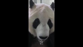 Witness Delightful Panda Moments as It Munches on Bamboo