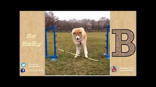 Funny Dog Chasing Fly 2017 - VideoStudio