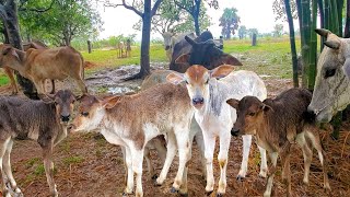 Cow in raining day - Big raining in village