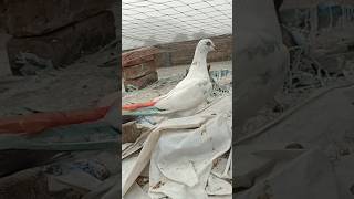 #kabutar #pigeon #pigeons #g #birds #pigeonpose #h #kabutarbazi #highflyerpigeons #bird #pigeonlove