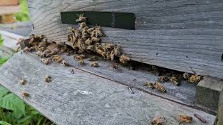 Hanging Out With The Honey Bees