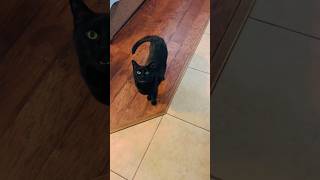 Black cat tells me to stop meowing