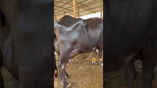 Buffalo #farmer #farming #animals #calf #music #youtubeshorts #punjabi #music #buffalo