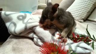 Baby brushtail possum  200 grams, enjoying bottlebrush