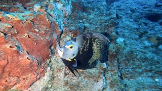 Scuba Diving on Stetson Bank! August 2022