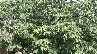 Two Neighbouring Trees In Janakpuri, West Delhi