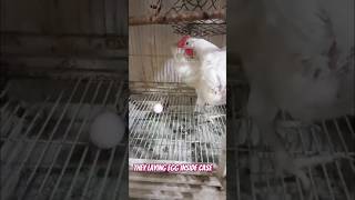 The Hen laying egg inside case #chicken #ytshorts #hen #youtubeshorts