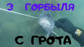 Подводная Охота! Дом Горбыля! 3 Горбыля с одного Грота!!