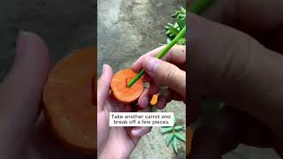 Multiply with carrots  #gardening #garden #plants