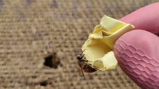 Bees Behaviour with Paper #apiculture #apismellifera #bees