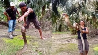 MANDIKAN ULAR KING COBRA SI KLIWON BERSAMA #MANDAPETUALANG  SEBELUM DI LEPASKAN KE ALAM LIAR