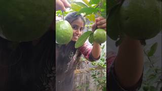 మా పెరటి జామ చెట్టు😍 Plucking Tasty Guavas😋Guava tree at my home #ytshorts #guavaplucking #dialyvlog