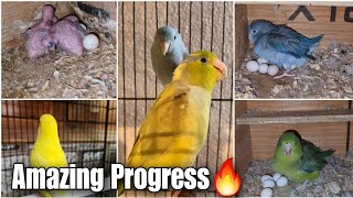 Parrotlets Ne Ki Boht Achi Breeding || Parrotlets Babies and Eggs || All About Pets