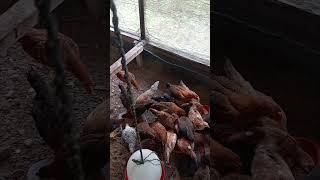 usia 55 hari bobot rata rata 500gram apakah sesuai para senior?#ayamkampung #chicken #egg