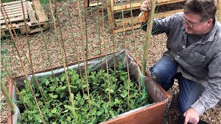 How to make DIY trellis / netting frame for pea and bean climbing and growth in raised beds