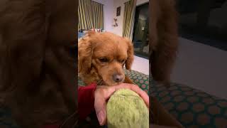 WITH BALL #pinayinnewzealand #cavapoo #cavoodle #dog