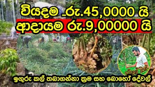 ඉගුරු වගාවෙ වියදම සහ ආදාායම. Expenditure and income of ginger cultivation.