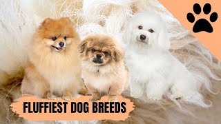 The top 10 Fluffiest Dog Breeds