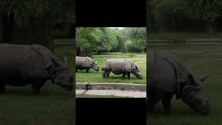 Indian Rhinoceros | भारतीय गैंडा | Habits