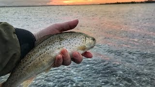 morgen fisketur med havørred tips