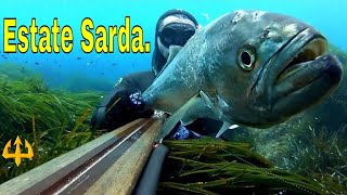 Pesca sub   :   🔱Estate Sarda.( Mediterranean spearfishing)