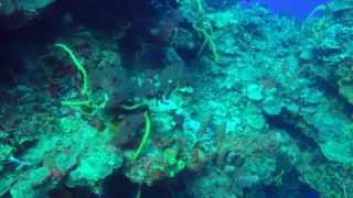 Diving in Cozumel 2015 - Day 4 HD