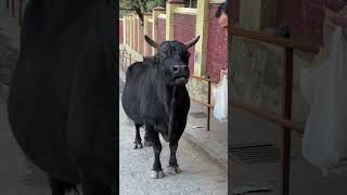 Black bull feeding, black bull short video #funnymammals #cowmammals