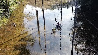 Kayak fishing in caiman infested Swamp - Suriname jungle fishing