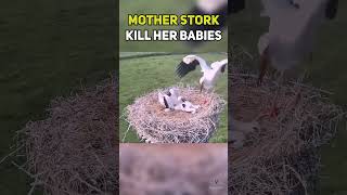 Mother Stork's Heartbreaking Attack