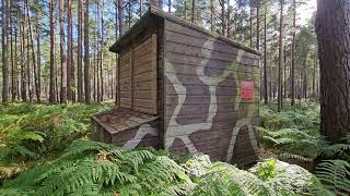 Forestry commission badger viewing hide