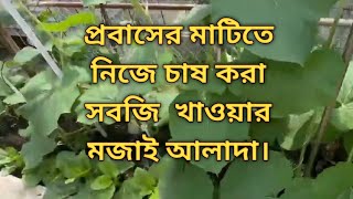 প্রবাসের  মাটিতে দেশী শাকসবজি চাষ করে খাওয়ার মজাই আলাদা।