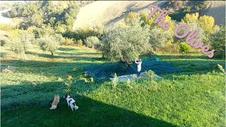 The Olives - Part 1 Olive picking day 4 & 5...Is it over yet?