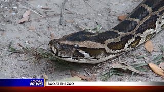 Audubon Zoo Boo at the Zoo - Local News