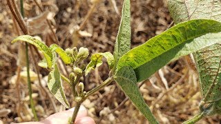 Soja HOJE: Plantas verdes isoladas - O que pode ser?