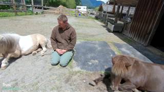 Mindfulness with horses The less we think the more connected we become