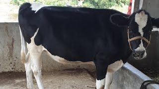 Mohan Jagtap Dairy Farm Baramati