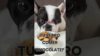 que tan malo es el chocolate para ti perro #pet #mascotas #perros #dog #adoptánocomprés