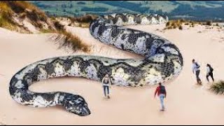 Top 10 Biggest Snakes in the World#animals #snake