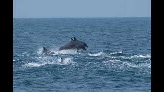 Goa Dolphins