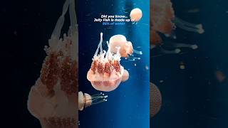 Jelly Fish Amazing Fact 🔥 #shorts #ytshort #amazingfacts