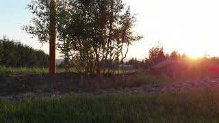 Archer Vineyard at sunset.  Newberg Oregon