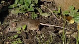 The Mice that live under the herb pots.