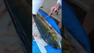 Mahi filleting trick!! #mahi #dorado #fishing #fishingtips #fishingvideo #fishinglife #fishingvideos