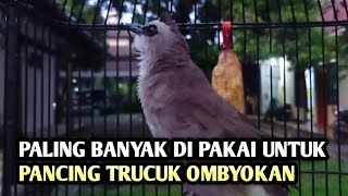 trucukan gacor EMOSI ROPEL PANJANG pancingan trucukan agar bunyi JADIKAN burung trucukan gacor NYAUT