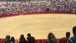 Toro de Saltillo concurso de recortes Valencia día de la tauromaquia 9 octubre 2018