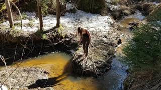 Весна в Кологривском лесу, водопад, флора и фауна