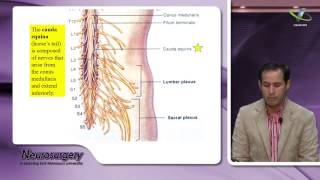 Neurosurgery Lecture1  Introductionد / إبراهــيم عـبد الـعال استاذ المخ و الأعصاب والعمود الفقري