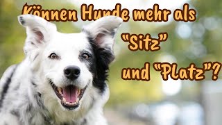 Können Hunde mehr als "Sitz und "Platz"?