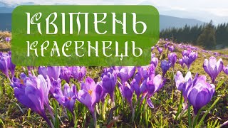 ЧОМУ КВІТЕНЬ ВОДОЛІЄМ НАЗИВАЛИ. Цікаве про другий місяць весни.